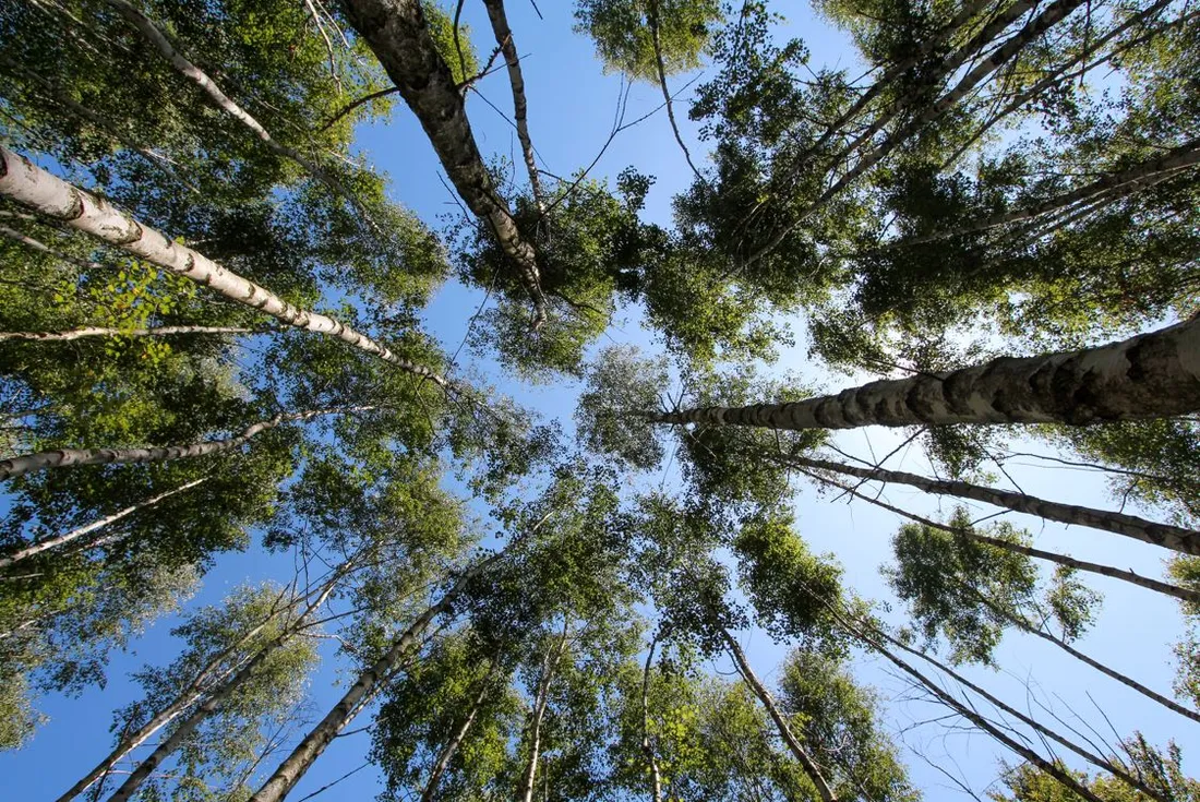 La forêt indivise de Haguenau